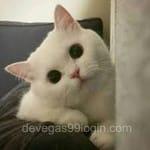 Avatar de Gustavo Salazar